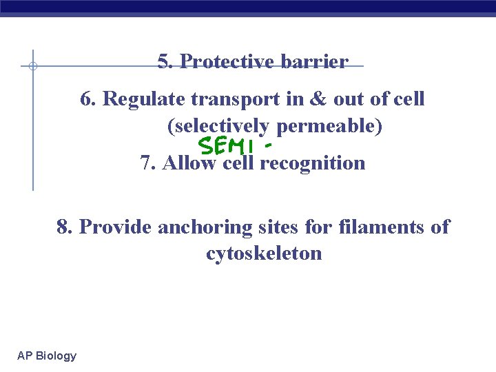 5. Protective barrier 6. Regulate transport in & out of cell (selectively permeable) 7.