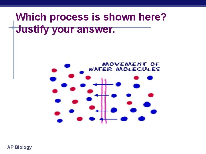 Which process is shown here? Justify your answer. AP Biology 