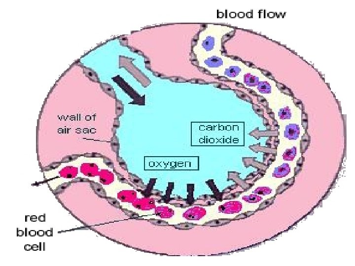 AP Biology 