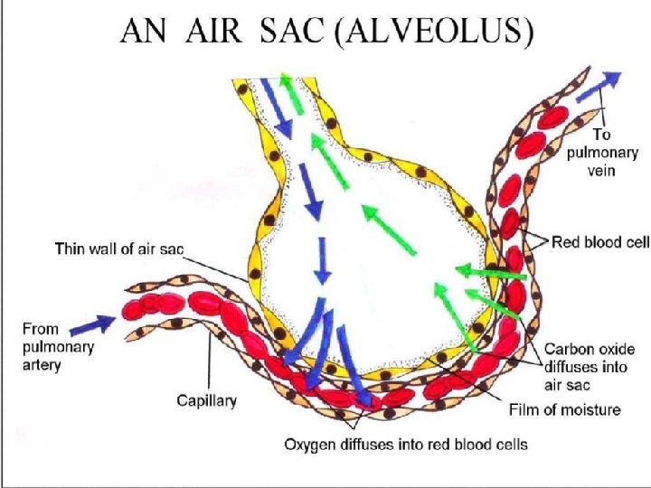 AP Biology 