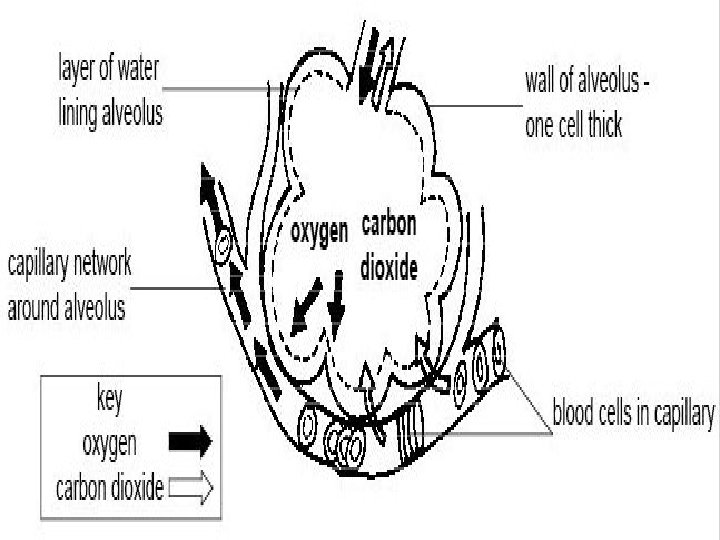 AP Biology 