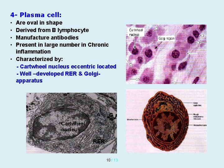 4 - Plasma cell: • • Are oval in shape Derived from B lymphocyte 4 - Plasma cell: • • Are oval in shape Derived from B lymphocyte