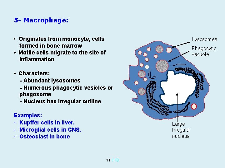 5 - Macrophage: • Originates from monocyte, cells formed in bone marrow • Motile 5 - Macrophage: • Originates from monocyte, cells formed in bone marrow • Motile