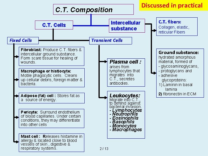 C. T. Composition Intercellular substance C. T. Cells Fixed Cells C. T. fibers: Collagen, C. T. Composition Intercellular substance C. T. Cells Fixed Cells C. T. fibers: Collagen,