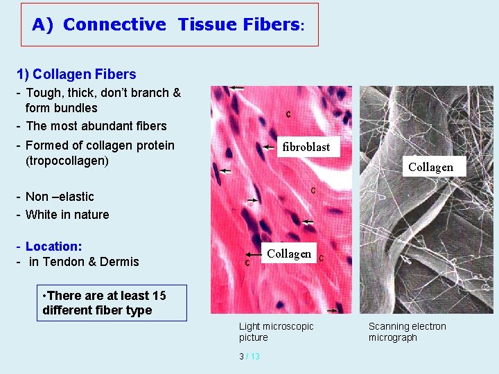 A) Connective Tissue Fibers: 1) Collagen Fibers - Tough, thick, don’t branch & form A) Connective Tissue Fibers: 1) Collagen Fibers - Tough, thick, don’t branch & form