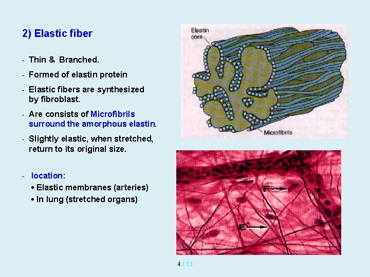 2) Elastic fiber - Thin & Branched. - Formed of elastin protein - Elastic 2) Elastic fiber - Thin & Branched. - Formed of elastin protein - Elastic