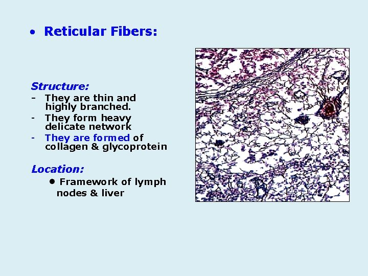 • Reticular Fibers: Structure: - - They are thin and highly branched. They • Reticular Fibers: Structure: - - They are thin and highly branched. They
