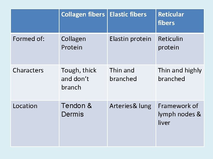 Collagen fibers Elastic fibers Reticular fibers Formed of: Collagen Protein Elastin protein Reticulin protein Collagen fibers Elastic fibers Reticular fibers Formed of: Collagen Protein Elastin protein Reticulin protein
