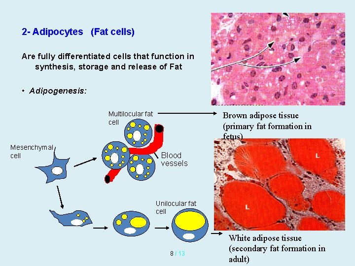 2 - Adipocytes (Fat cells) Are fully differentiated cells that function in synthesis, storage 2 - Adipocytes (Fat cells) Are fully differentiated cells that function in synthesis, storage