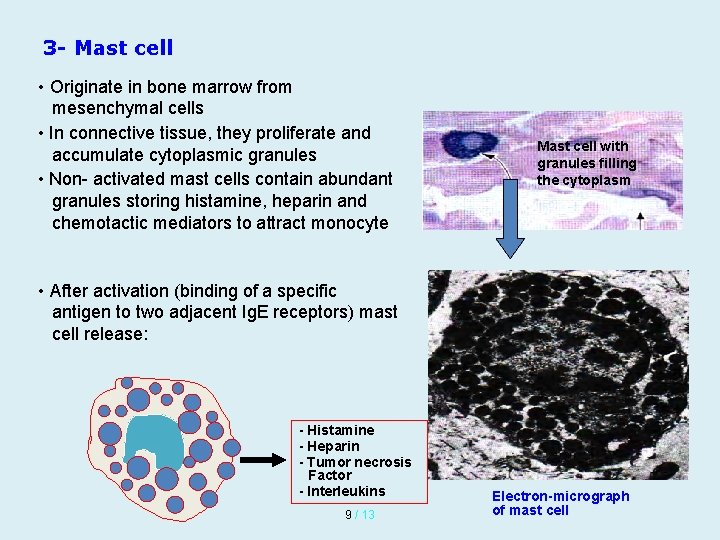 3 - Mast cell • Originate in bone marrow from mesenchymal cells • In 3 - Mast cell • Originate in bone marrow from mesenchymal cells • In