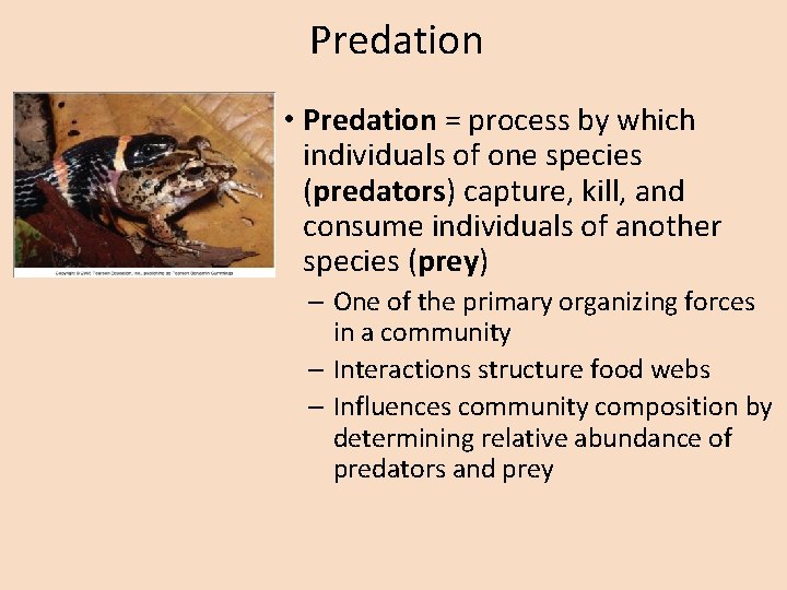 Predation • Predation = process by which individuals of one species (predators) capture, kill,