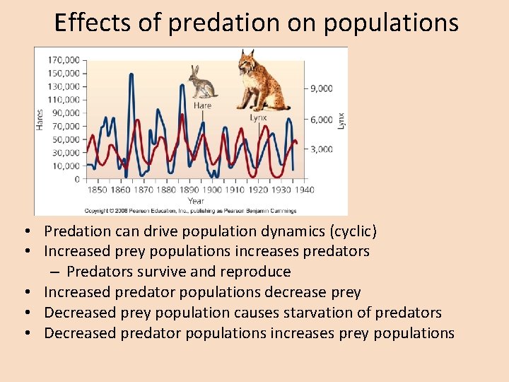 Effects of predation on populations • Predation can drive population dynamics (cyclic) • Increased