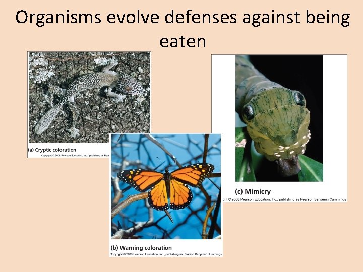 Organisms evolve defenses against being eaten 