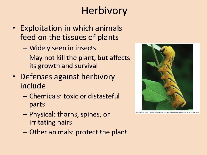 Herbivory • Exploitation in which animals feed on the tissues of plants – Widely