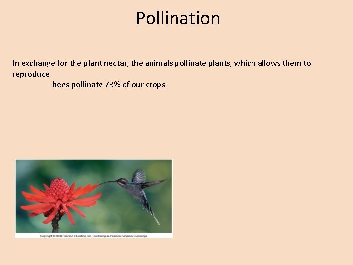 Pollination In exchange for the plant nectar, the animals pollinate plants, which allows them