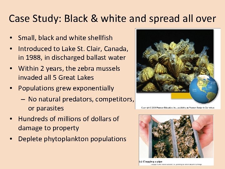 Case Study: Black & white and spread all over • Small, black and white