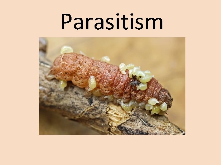 Parasitism 