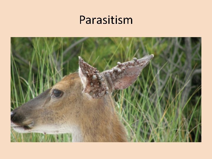 Parasitism 