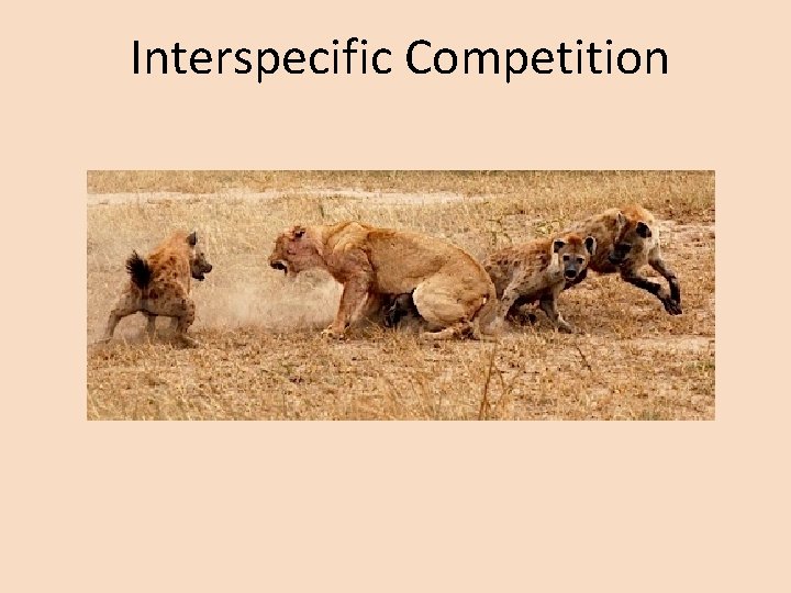 Interspecific Competition 