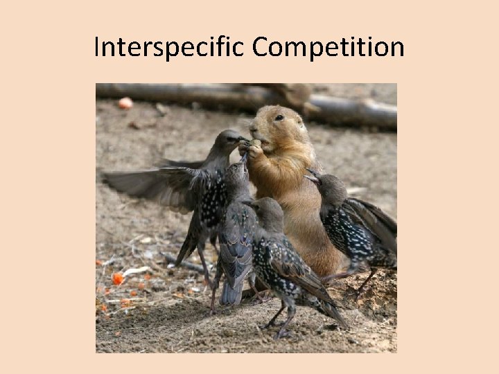 Interspecific Competition 