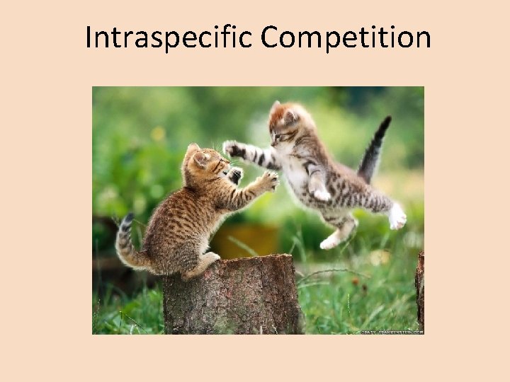 Intraspecific Competition 