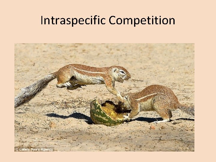 Intraspecific Competition 