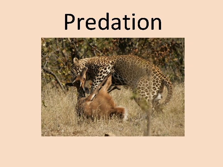 Predation 