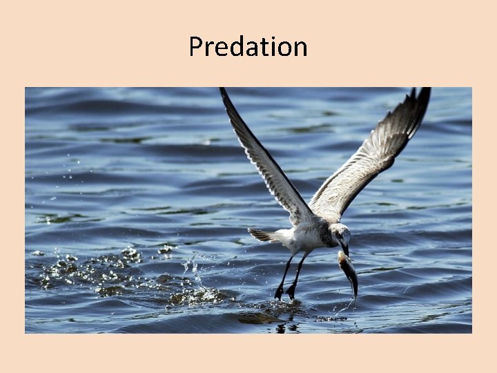 Predation 