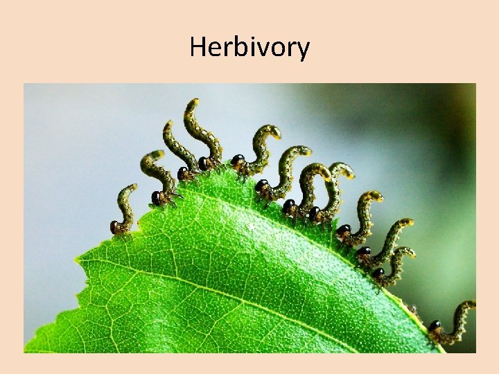Herbivory 