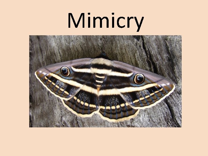 Mimicry 