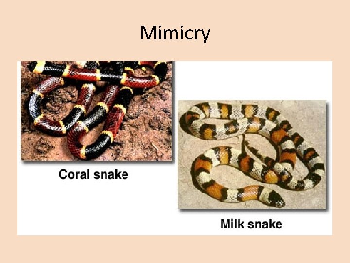 Mimicry 