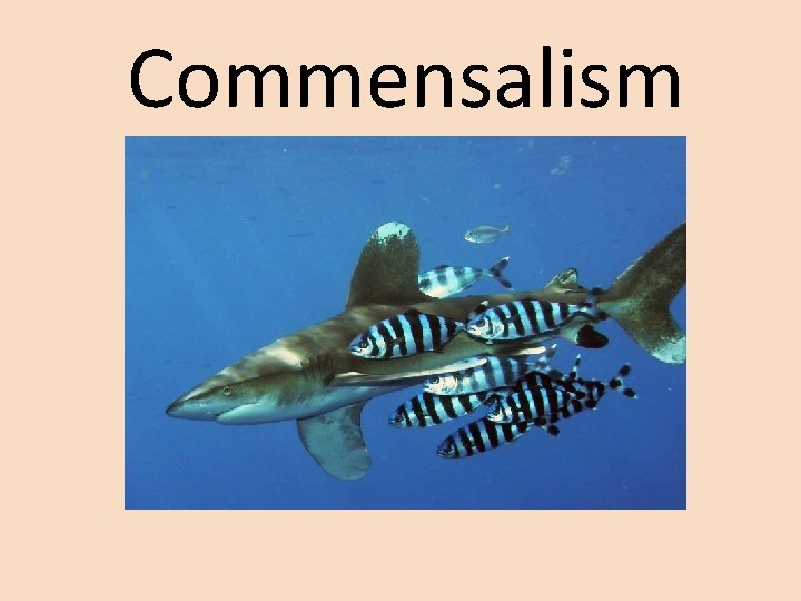 Commensalism 