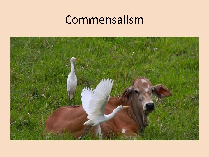 Commensalism 