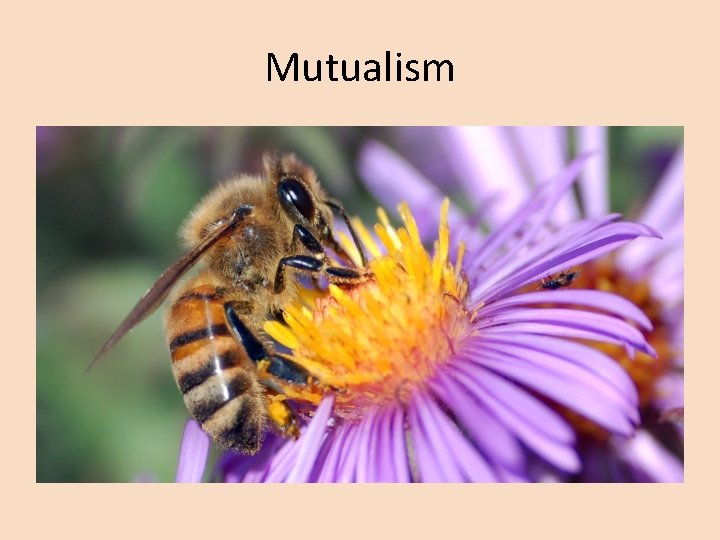 Mutualism 