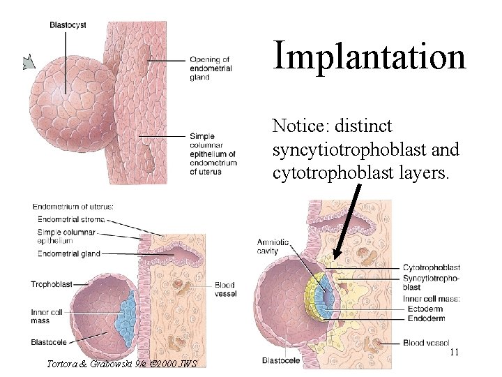 Implantation Notice: distinct syncytiotrophoblast and cytotrophoblast layers. Tortora & Grabowski 9/e 2000 JWS 11