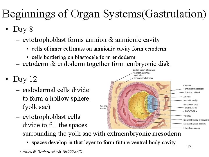 Beginnings of Organ Systems(Gastrulation) • Day 8 – cytotrophoblast forms amnion & amnionic cavity