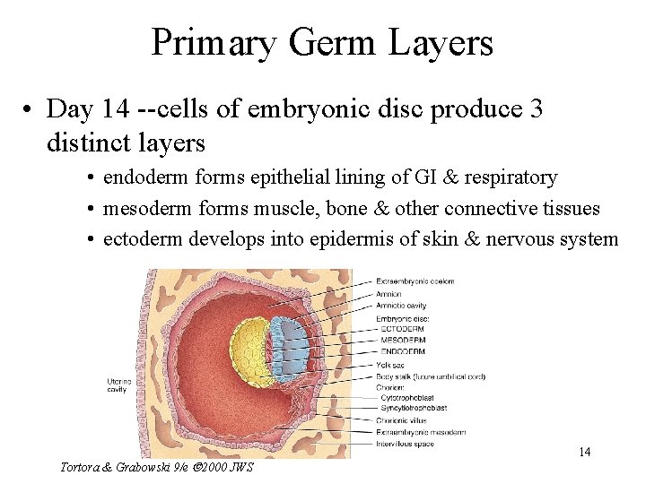 Primary Germ Layers • Day 14 --cells of embryonic disc produce 3 distinct layers