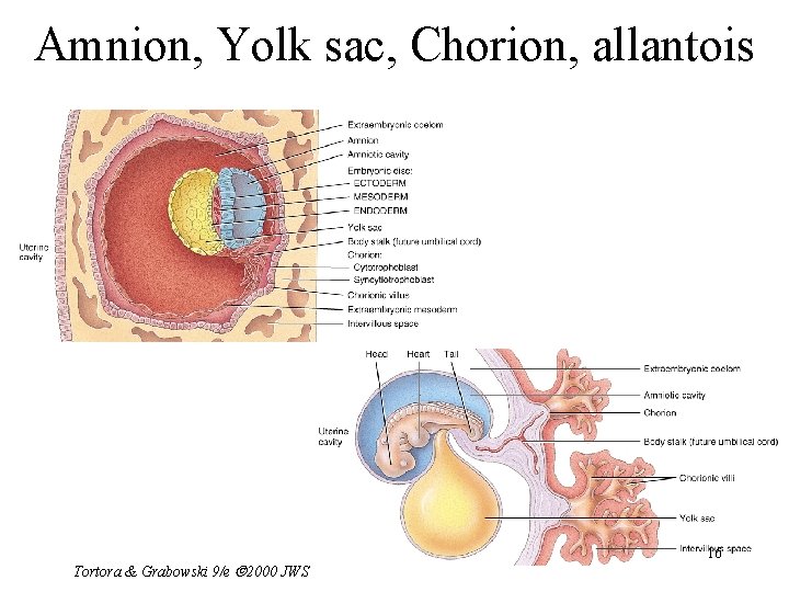 Amnion, Yolk sac, Chorion, allantois Tortora & Grabowski 9/e 2000 JWS 16 