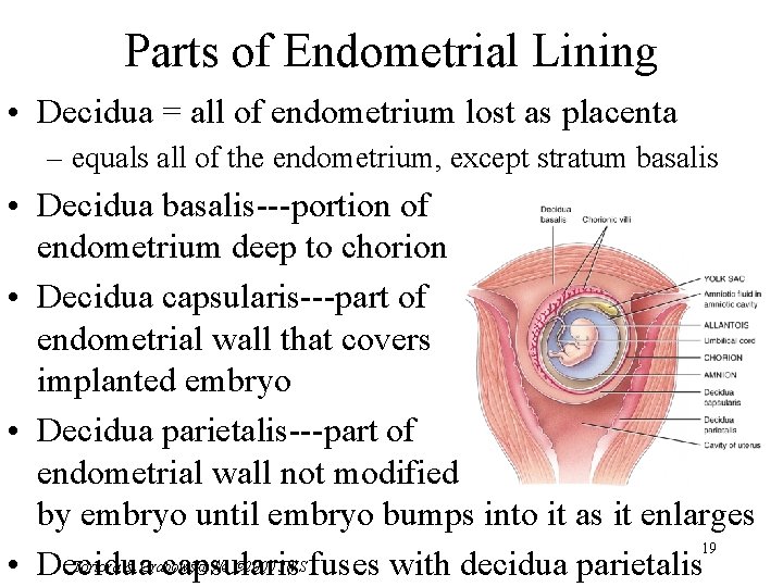 Parts of Endometrial Lining • Decidua = all of endometrium lost as placenta –