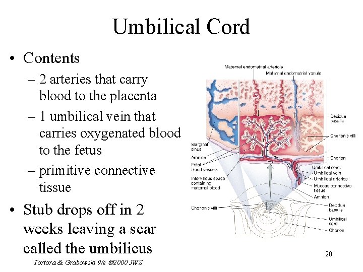 Umbilical Cord • Contents – 2 arteries that carry blood to the placenta –