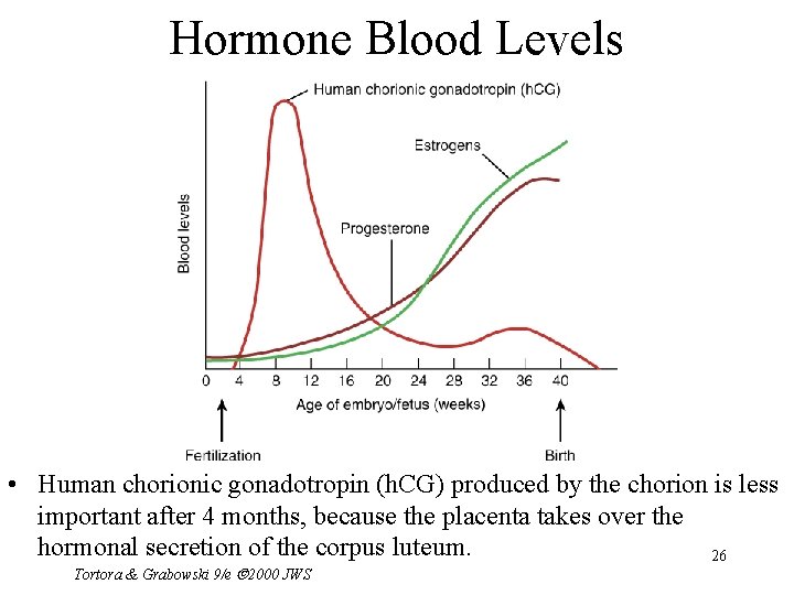 Hormone Blood Levels • Human chorionic gonadotropin (h. CG) produced by the chorion is