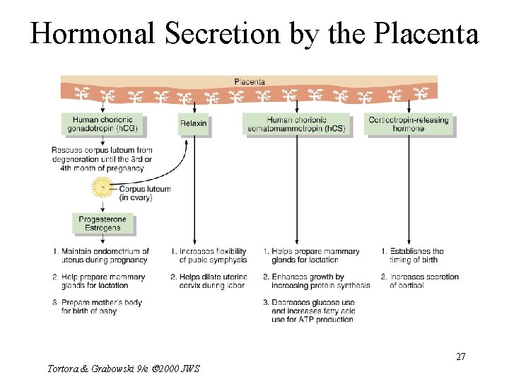 Hormonal Secretion by the Placenta Tortora & Grabowski 9/e 2000 JWS 27 