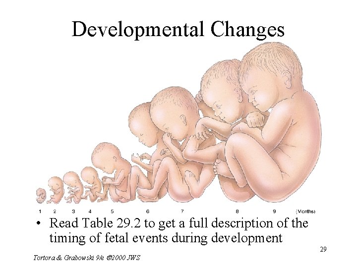 Developmental Changes • Read Table 29. 2 to get a full description of the