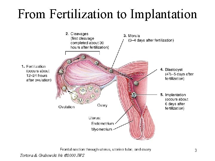 From Fertilization to Implantation Tortora & Grabowski 9/e 2000 JWS 3 