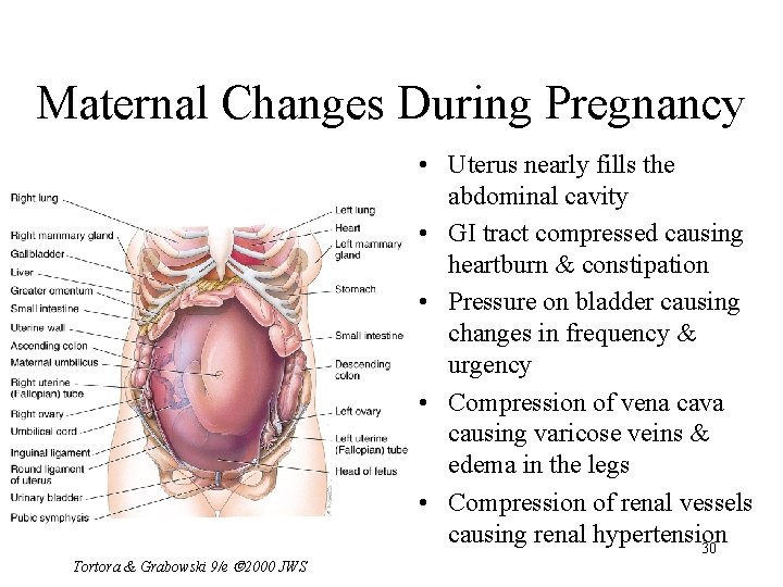 Maternal Changes During Pregnancy Tortora & Grabowski 9/e 2000 JWS • Uterus nearly fills