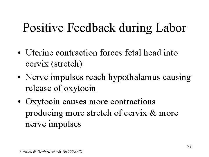 Positive Feedback during Labor • Uterine contraction forces fetal head into cervix (stretch) •