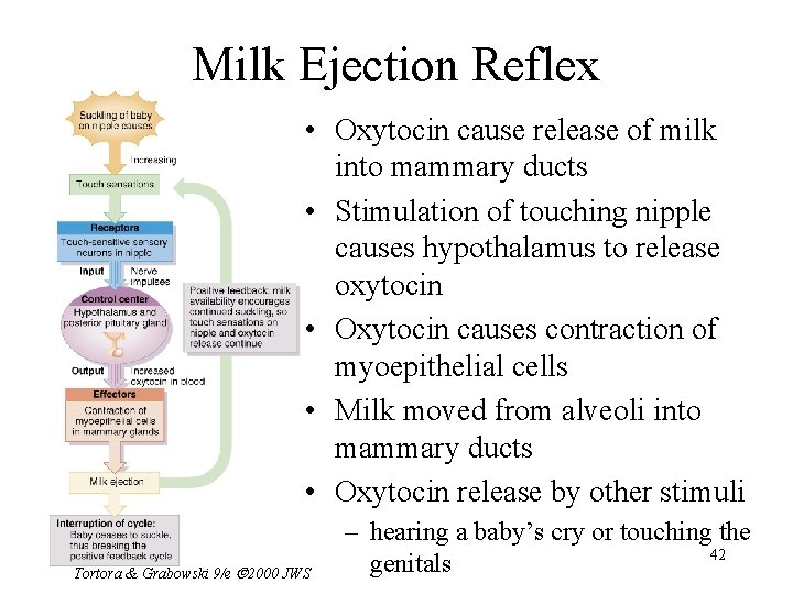 Milk Ejection Reflex • Oxytocin cause release of milk into mammary ducts • Stimulation