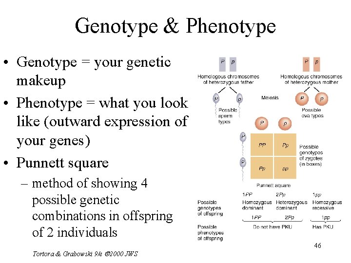 Genotype & Phenotype • Genotype = your genetic makeup • Phenotype = what you