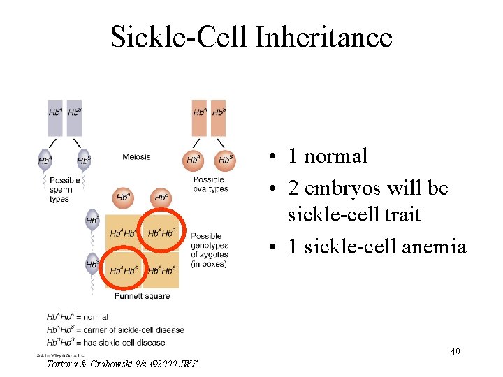 Sickle-Cell Inheritance • 1 normal • 2 embryos will be sickle-cell trait • 1
