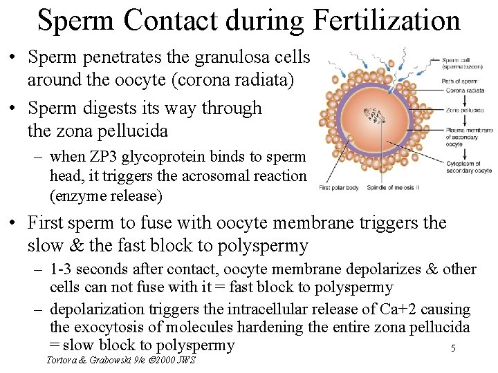 Sperm Contact during Fertilization • Sperm penetrates the granulosa cells around the oocyte (corona